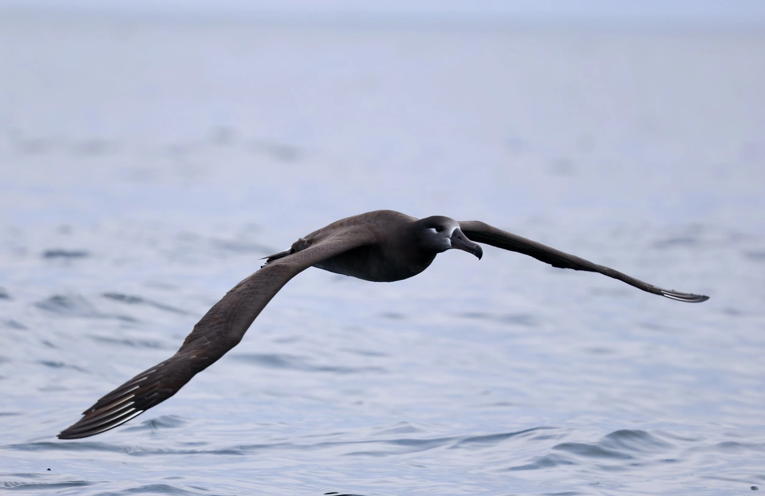 Tofino Pelagic Bird Watching Tours - The Whale Centre Tofino